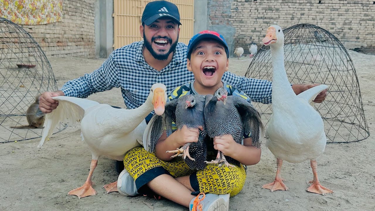 ALHAMDULILLAH Ali ho largest ducks 🦆 or tertri murgiyan dilwa Di 😱 || Jim 💪🏼 join kr li 😳