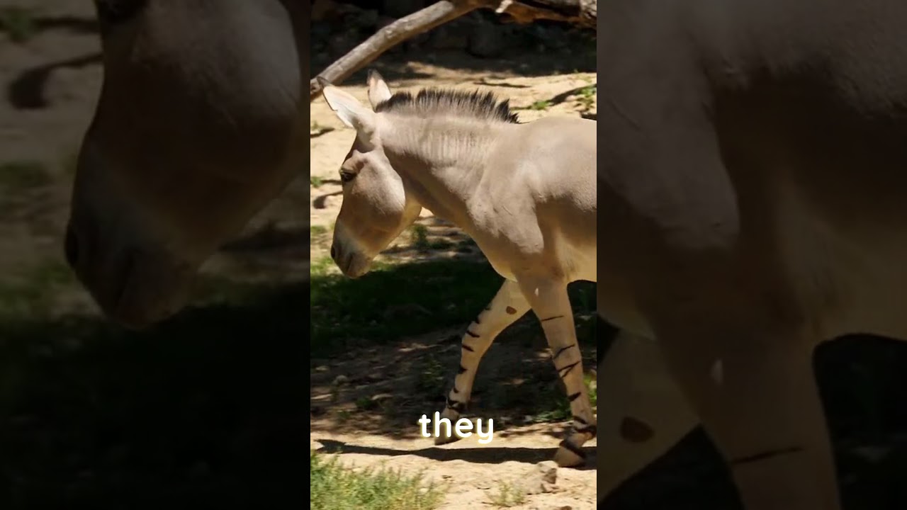 Horses and donkeys can cross breeds