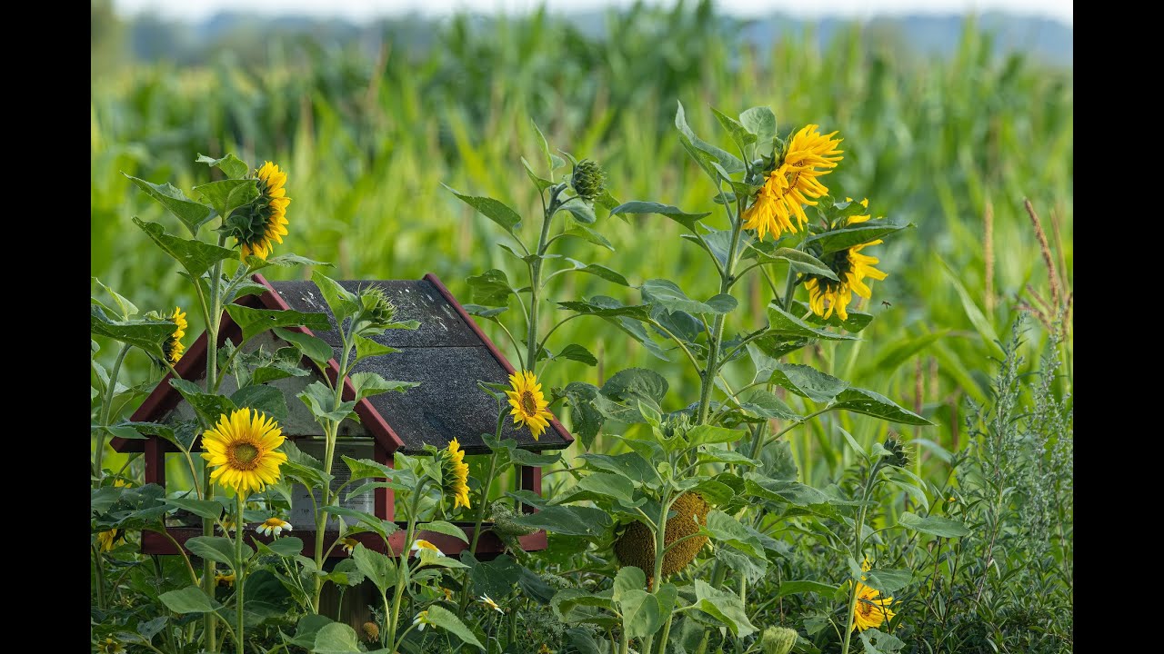 Nature Sound in 4K - Sunflowers, Birds and Bees