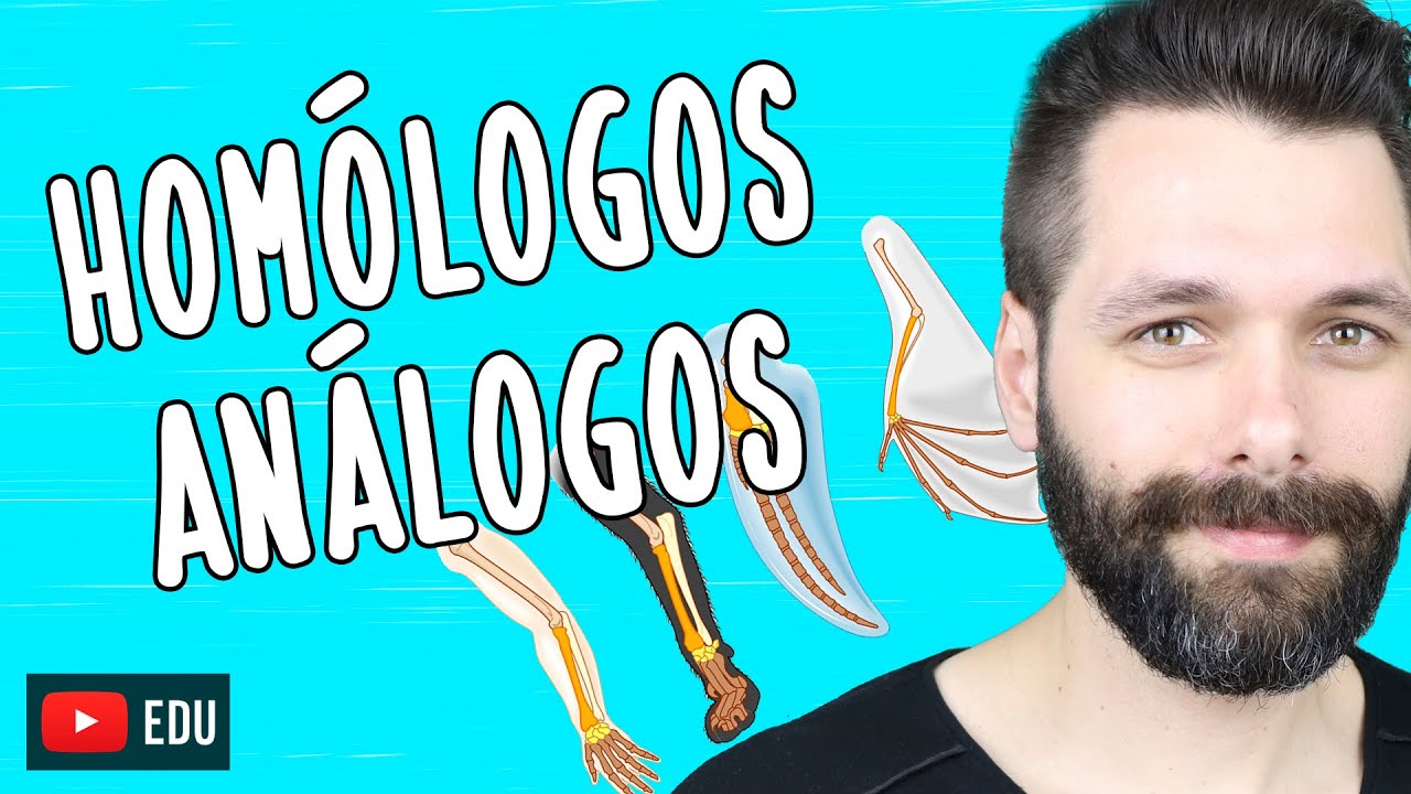 &Oacute;RG&Atilde;OS HOM&Oacute;LOGOS E AN&Aacute;LOGOS - Evolu&ccedil;&atilde;o | Biologia com Samuel Cunha