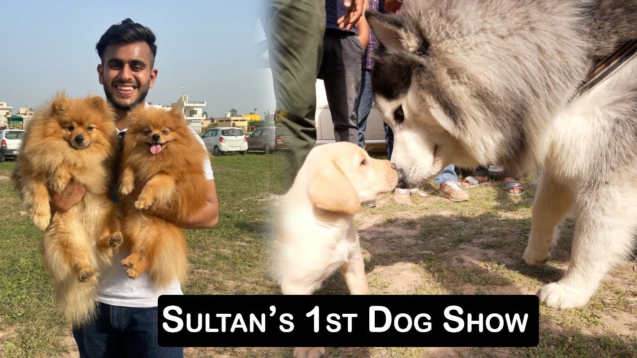 Sultan Attending His First Dog Show 😱