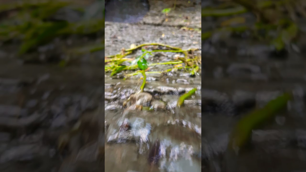 mini waterfall nature #short #travel #waterfall #bangladesh #mazhar