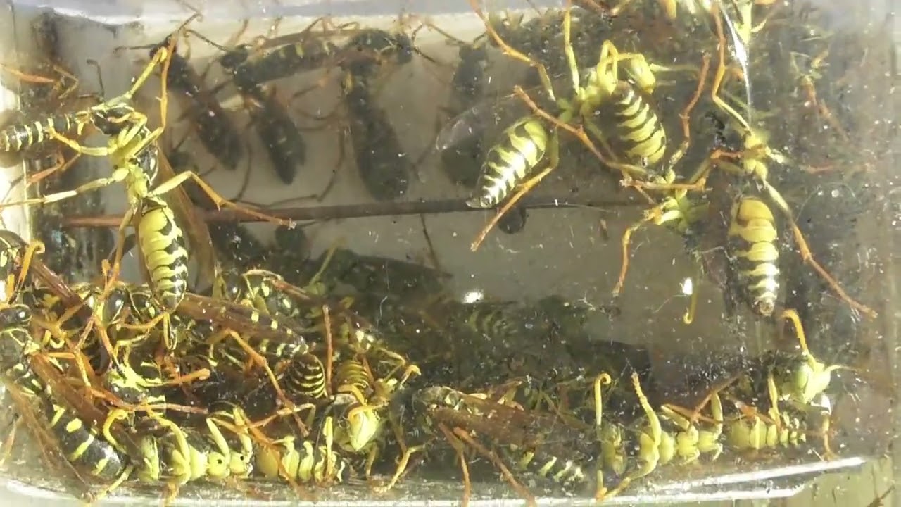 Wasps x 50 in the zapper