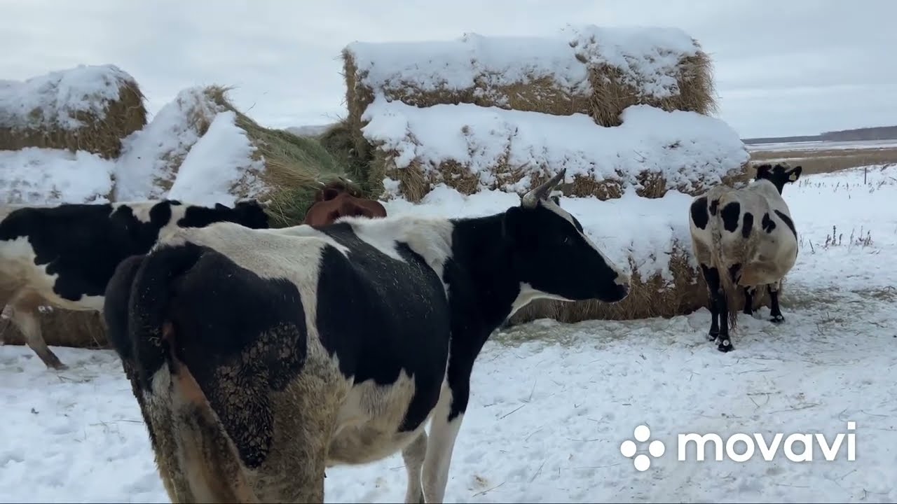 Снежные коровы! Сократили или приумножили 🤔 нам не прокормить!