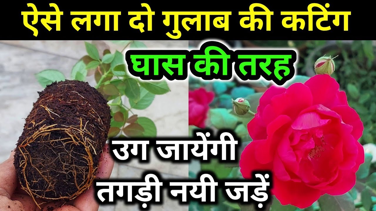 7 ROSE PLANT GROWING TIPS. How to grow rose from cuttings.गुलाब की कटिंग.Rose plant care.