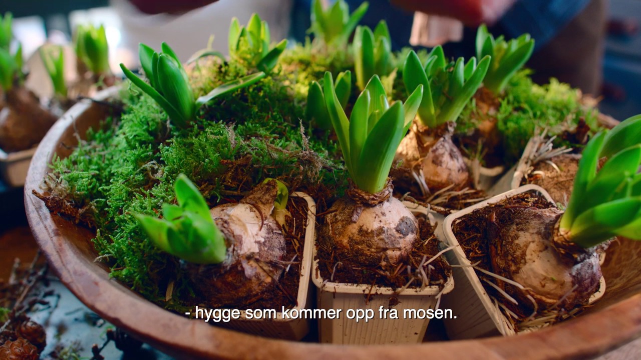 Jul p&aring; bruket episode 1  Starten p&aring; h&oslash;ytiden