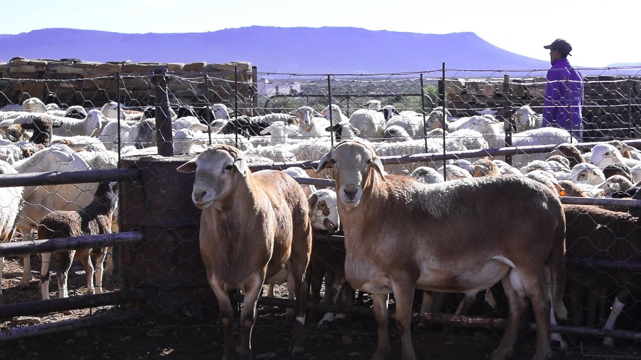 Farm With Us | Quick Oats Update | KAROO KIDS