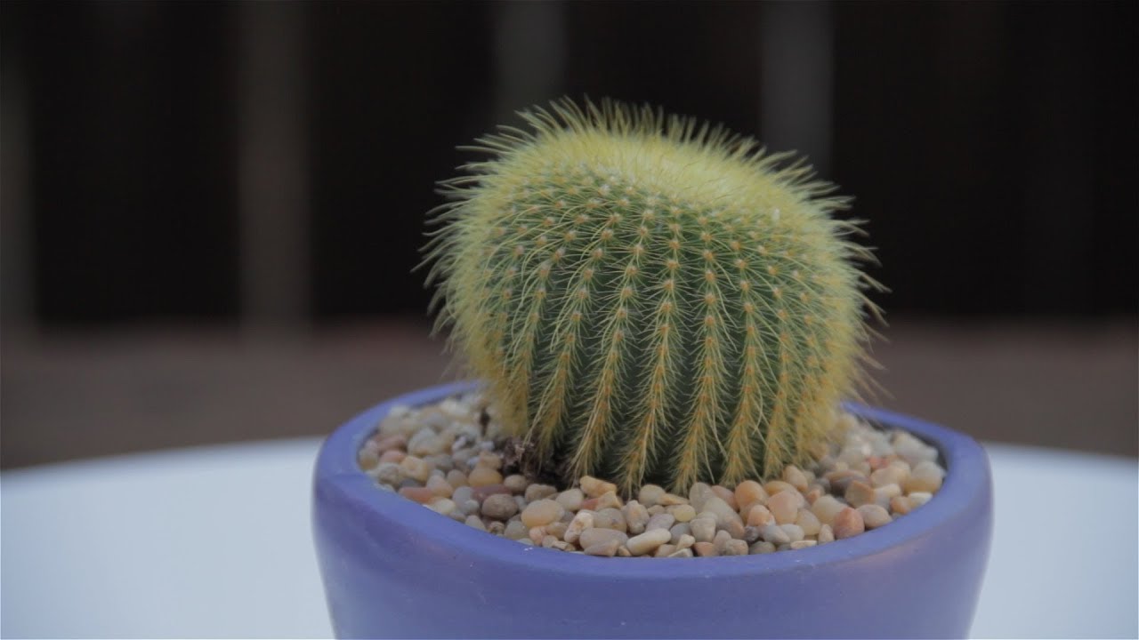 Notocactus leninghausii “Golden Ball”