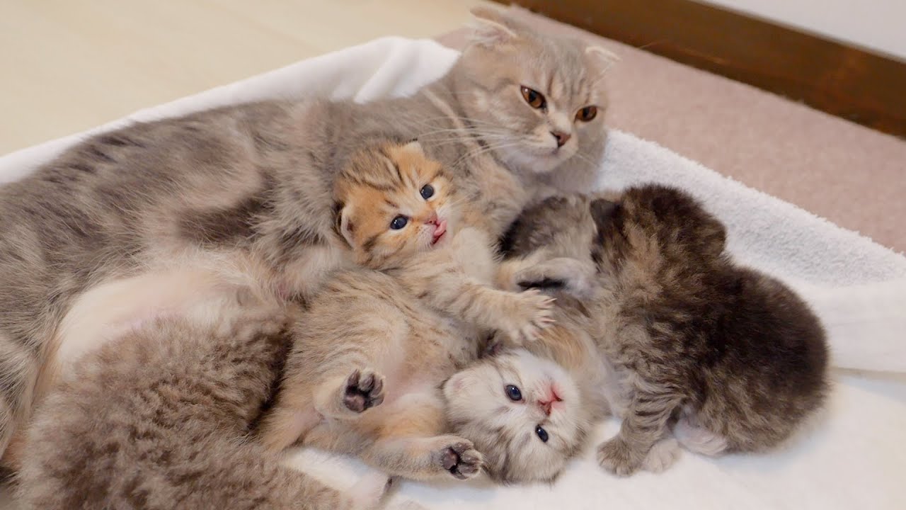 Котенок, отдыхающий на диване у мамы-кошки, был таким милым!