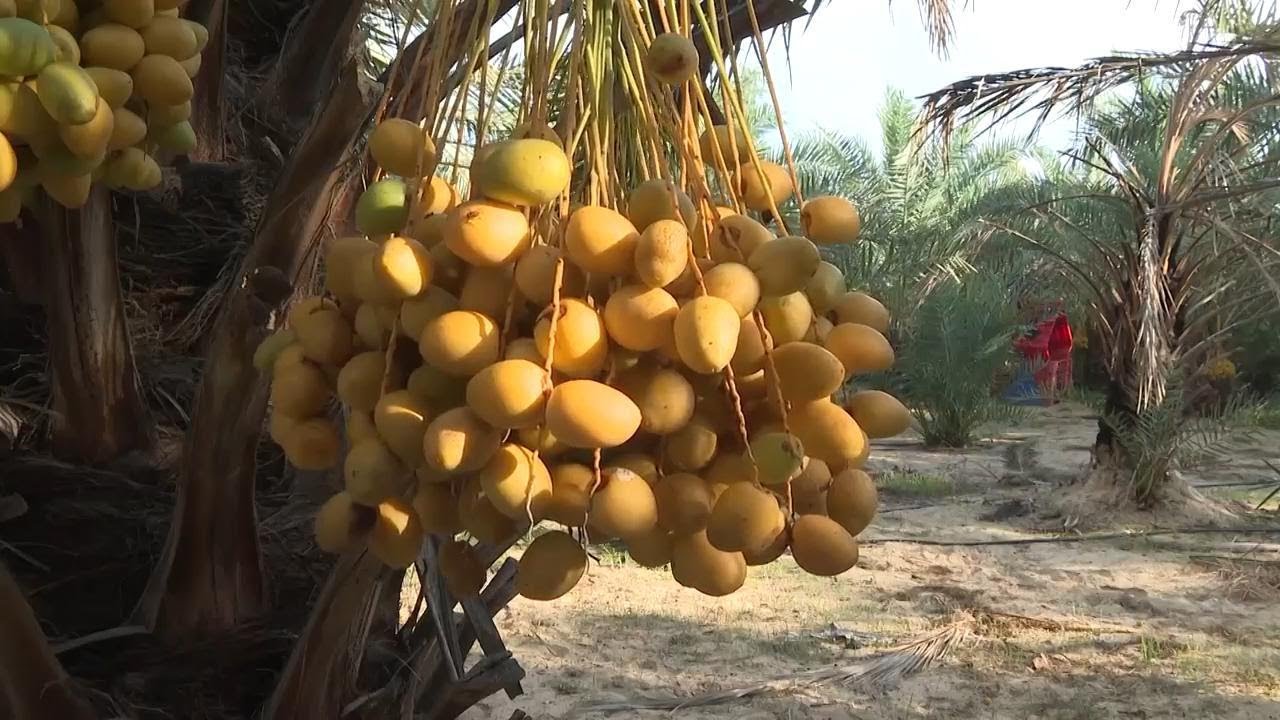 Big date harvest in Gaza promises more than just sweet fruit