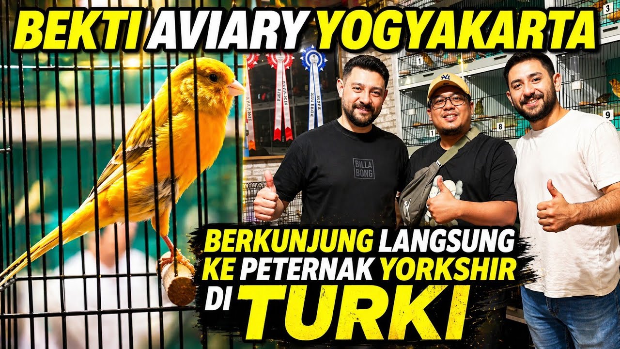PETERNAK YORKSHIR TURKI‼️Perjalanan BEKTI AVIARY YOGYAKARTA berkunjung ke PETERNAK YORKSHIR di TURKI