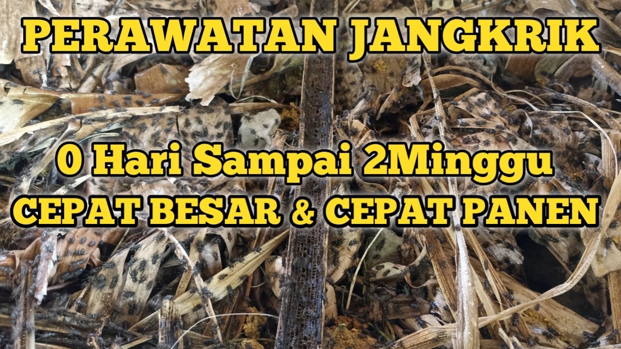 Perawatan dan Pakan jangkrik umur 0hari sampai 2minggu agar jangkrik cepat besar dan ukuran rata