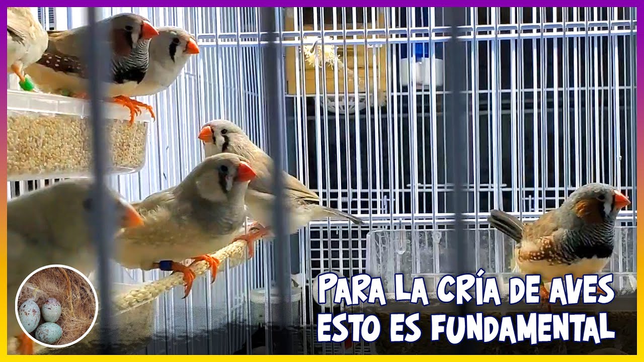 PARA LA CRÍA DE AVES ESTO ES FUNDAMENTAL🦜