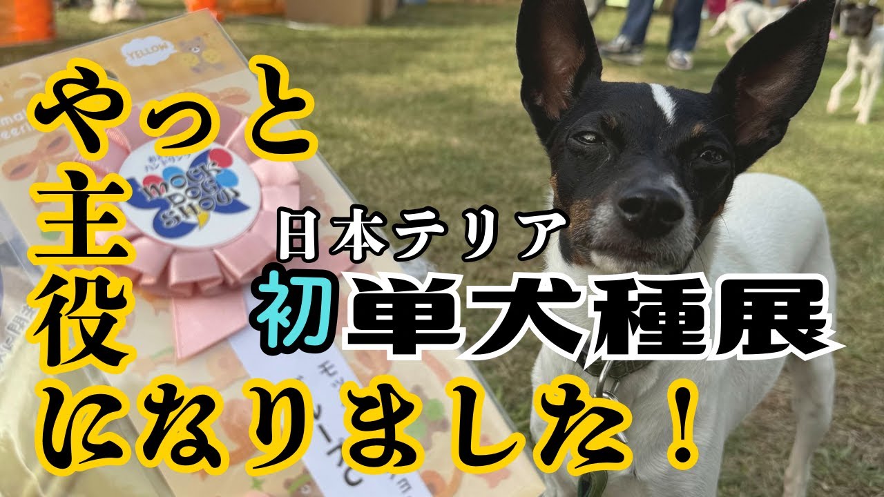 【日本テリア】初の日本テリア単犬種展！！アタチ、やっと主役になりました♡