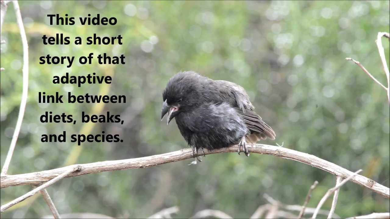 The adaptive radiation of Darwin's Finches