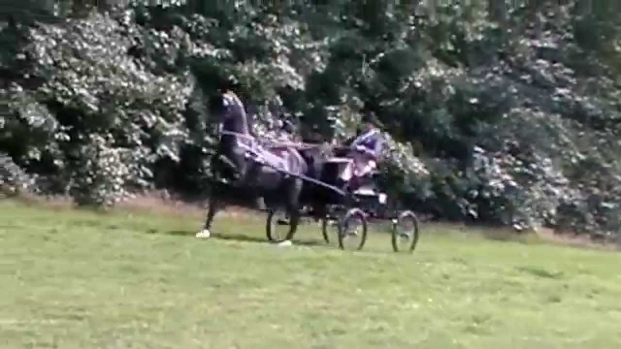 Multiple Champion Hackney Horse Stallion Wentworth Ebony