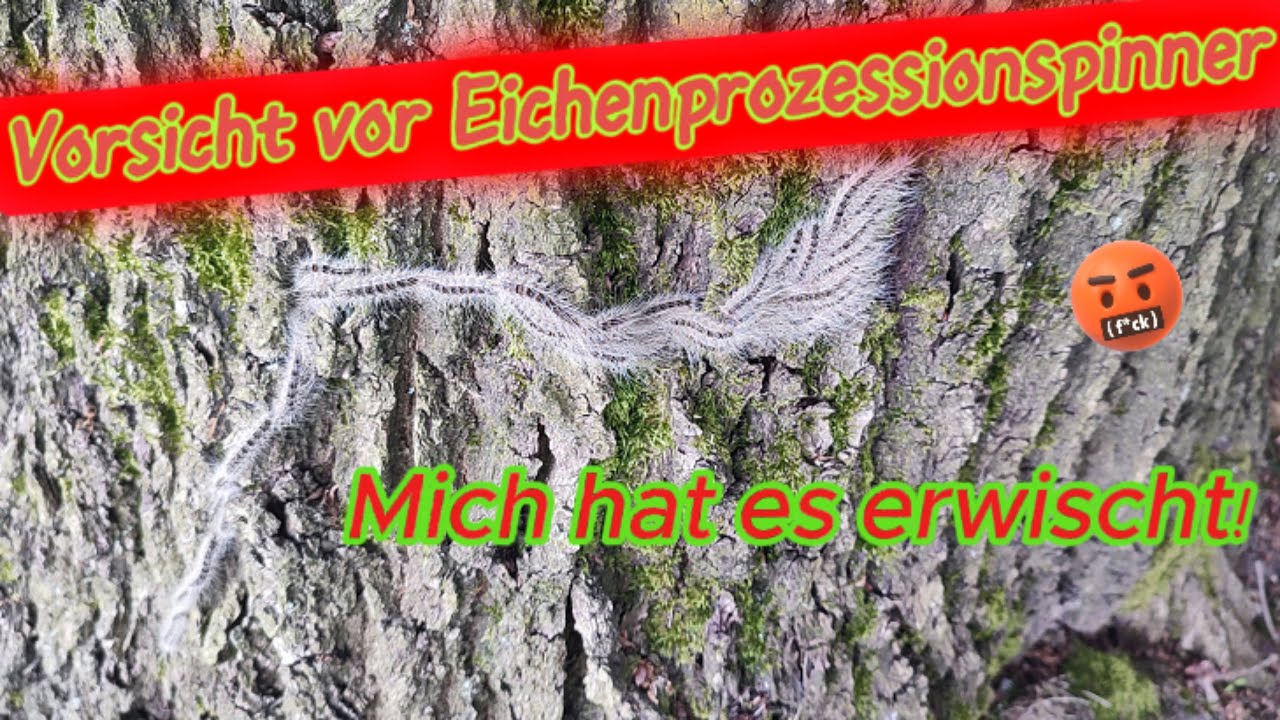 Vorsicht vor Eichenprozessionsspinner -Mich hat es erwischt!#camping #Zecken