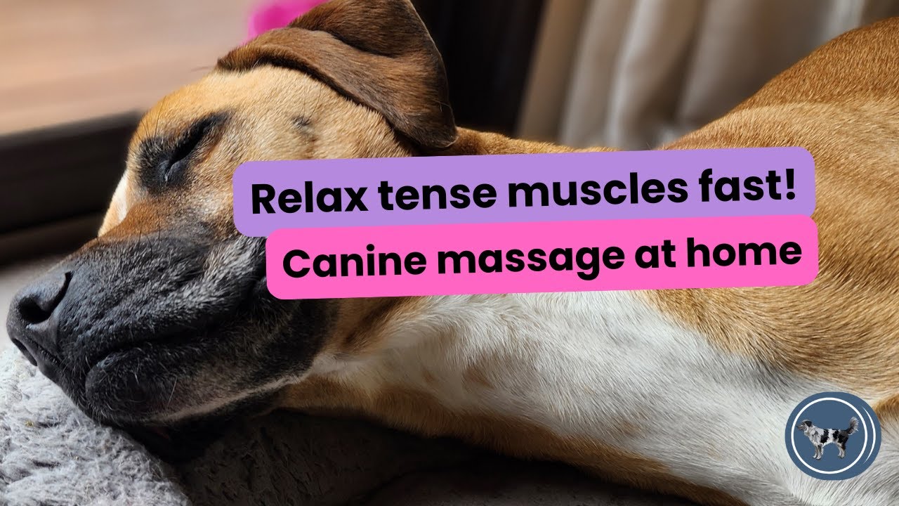 Canine Massage for Senior Dogs | Relieve Muscle Tension & Arthritis Pain | Soothe Stiff Joints