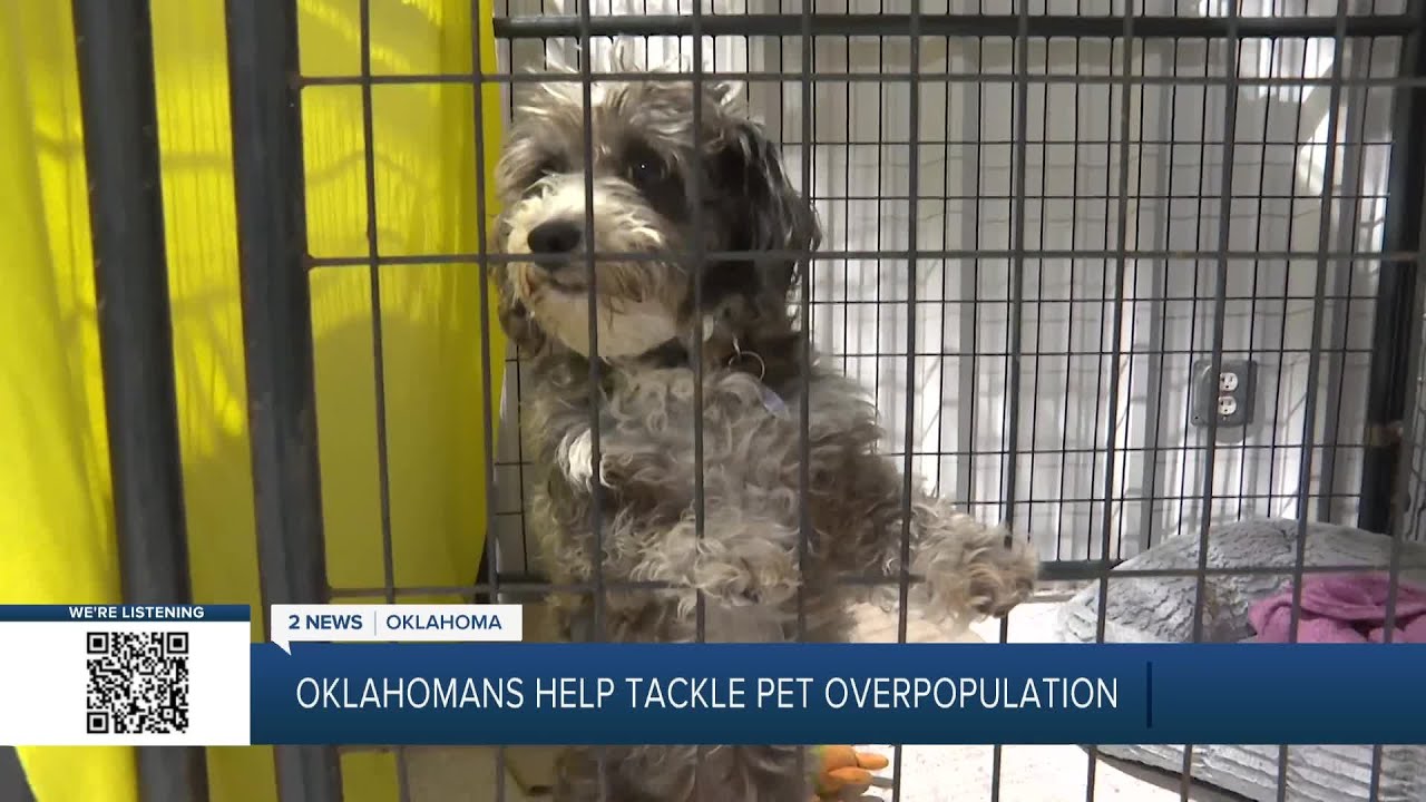 PET OVERPOPULATION: How you can help overcrowded shelters
