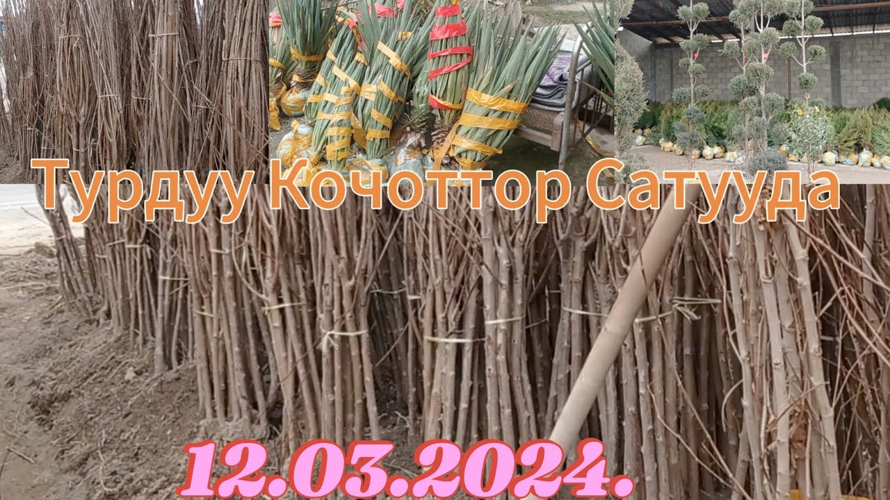 Кадамжай Район Питомник Айылындагы Цитрус Гул Турду Бак Тигуу УЧУН Кочоттор Сатууда...