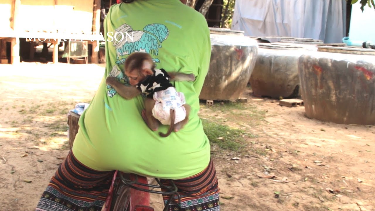 Baby Monkey Clings Tightly To Its Mother's Waist, Seeking Comfort And Safety