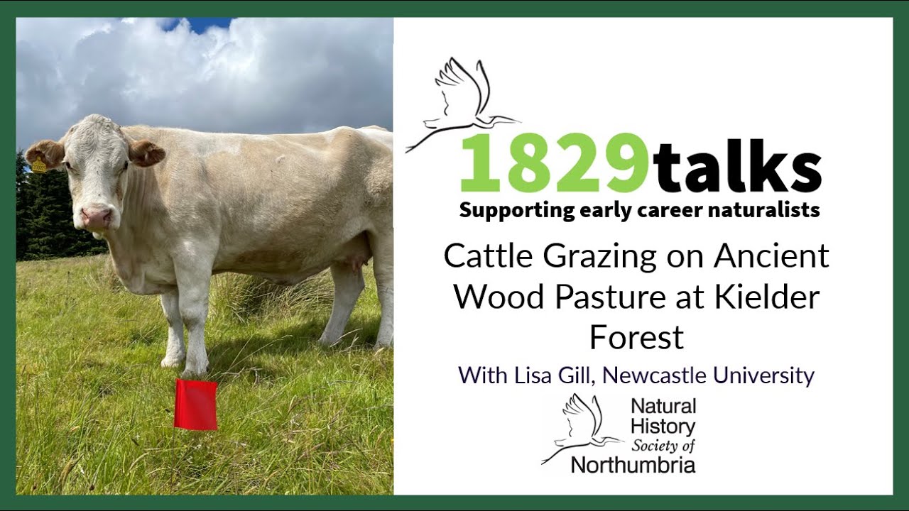 Cattle Grazing on Ancient Wood Pasture at Kielder Forest