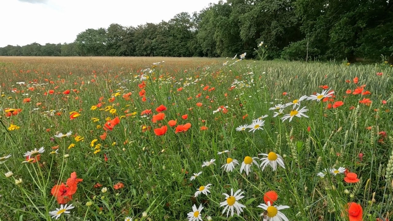 🌳 Zwerven rond Hollandsche Rading en Lage Vuursche 15 07 2023