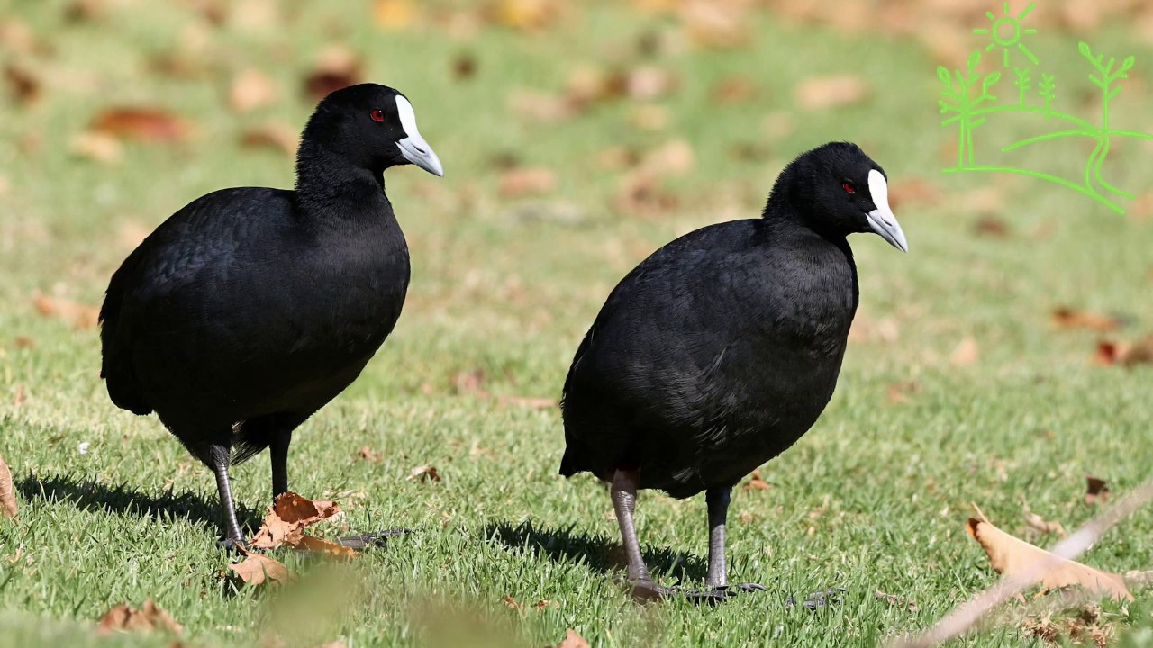 Голоса птиц Как поёт Лысуха (Fulica atra)