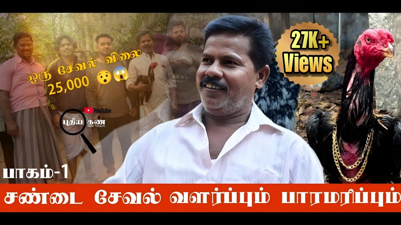 🐔சண்டை சேவல் வளர்ப்பு மற்றும் பராமரிப்பு முறை | பாகம் -1 #sandakozhi #aseel #rooster