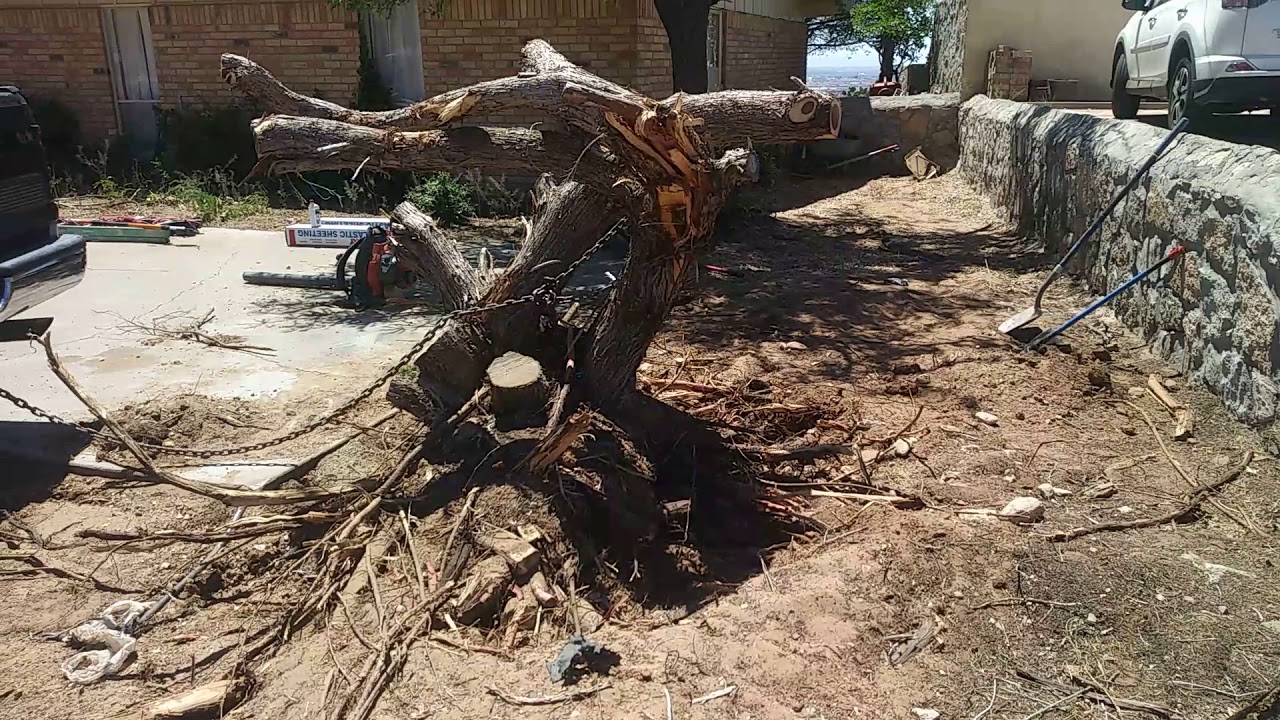 Pine tree removal from the root, landscaping