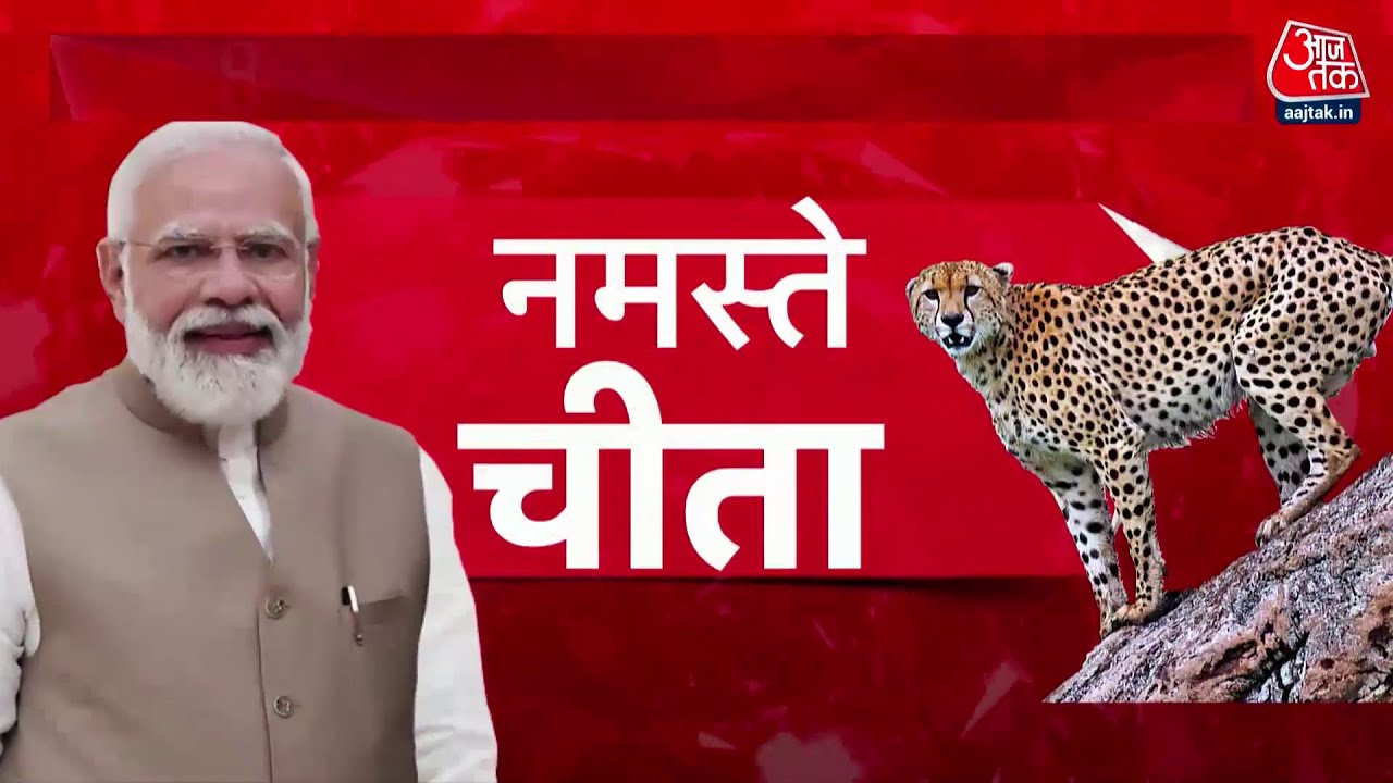 शेर से बड़े दिल वाला चीता आ रहा है... | Project Cheetah | Kuno Wildlife Sanctuary | PM Modi