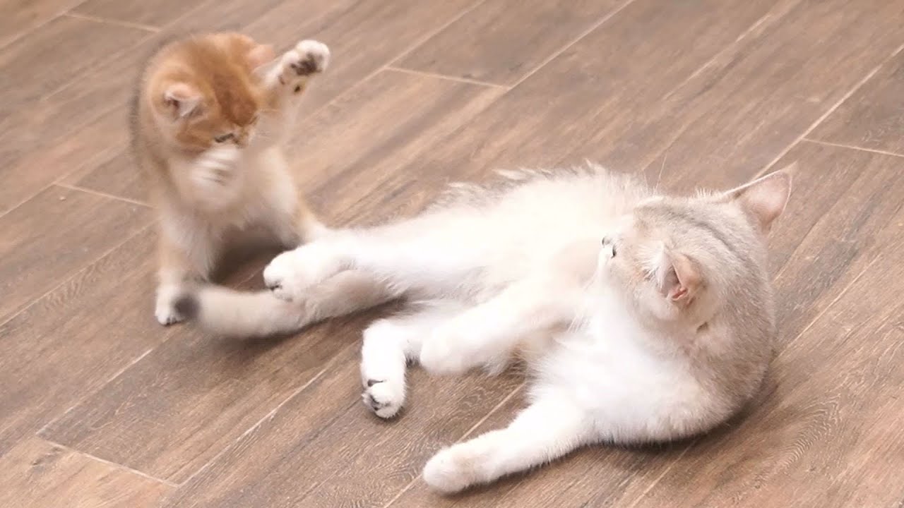 The way a mother cat shows happiness while playing with her kittens is special