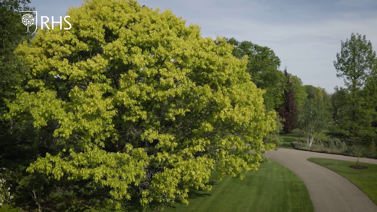 Top things to see at RHS Garden Wisley in spring | The RHS