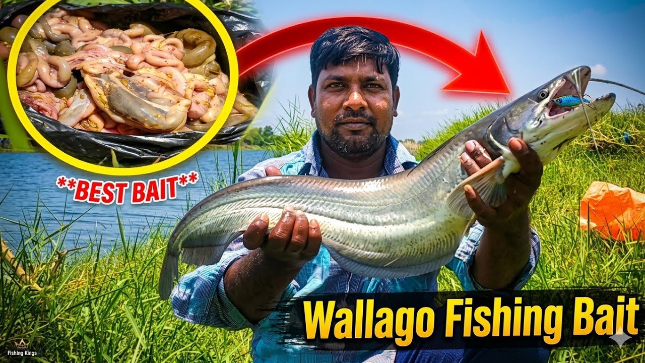 Amazing Fishing in Hindi | Amazing Catching Fish | Wallago Catfish Catching | Fishing Vlogger