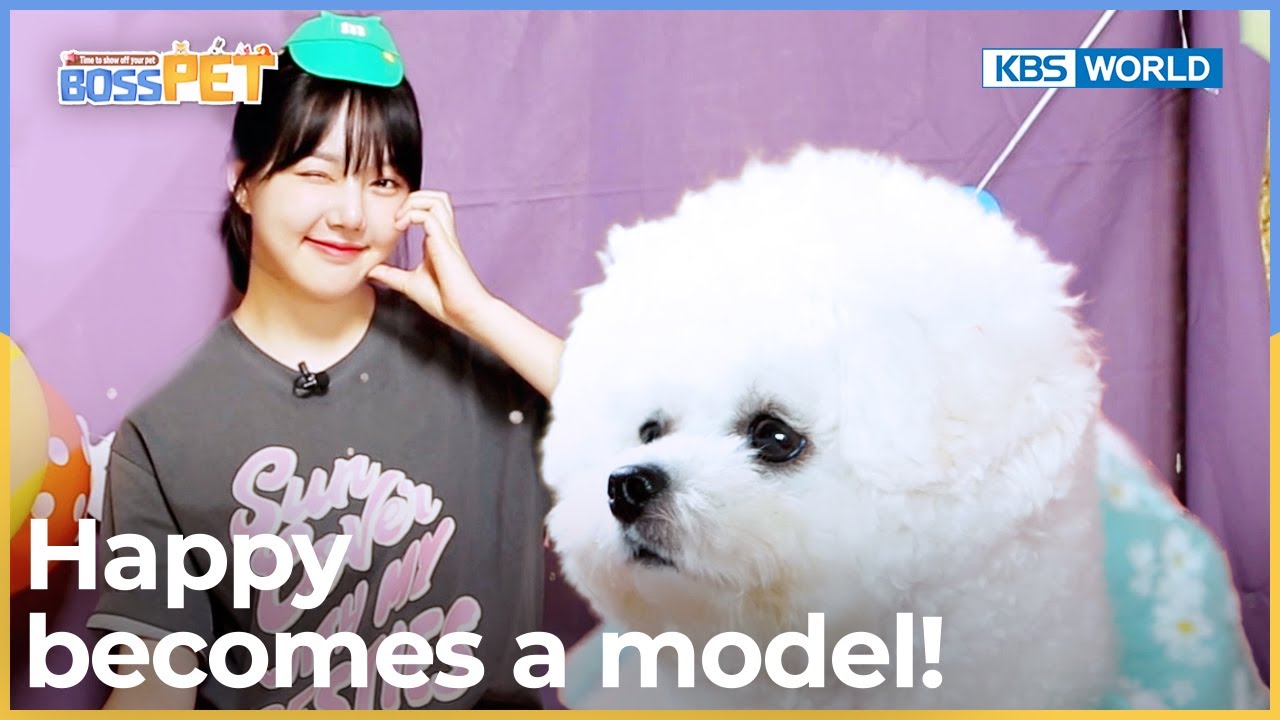 🐶Happy becomes a model!!🎉 [Boss Pet : EP.6] | KBS WORLD TV 220916