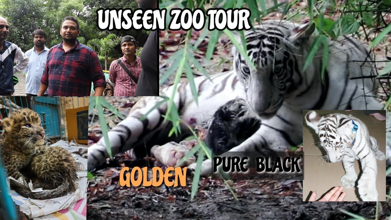 'RARE TIGER CUBS' take Birth! Media Goes CRAZYY!!