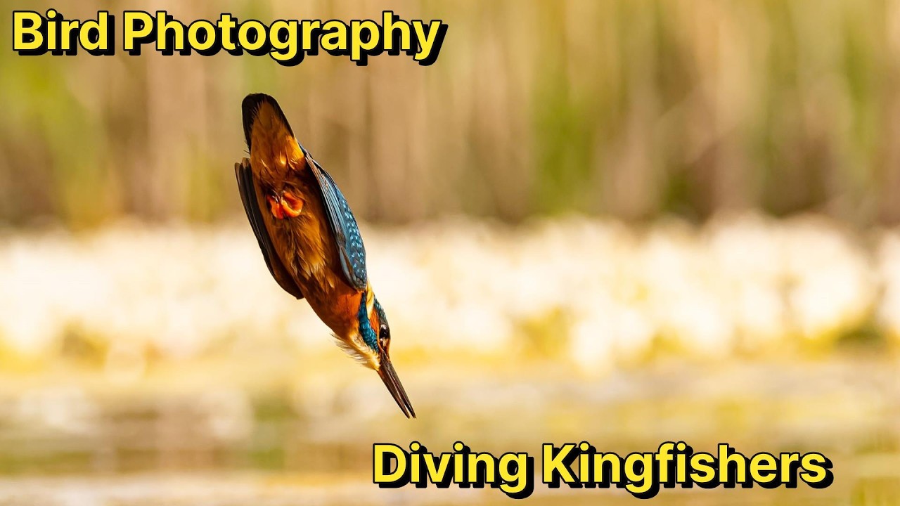 How to Photograph Diving Kingfishers top tips & techniques to get great images of an iconic bird.
