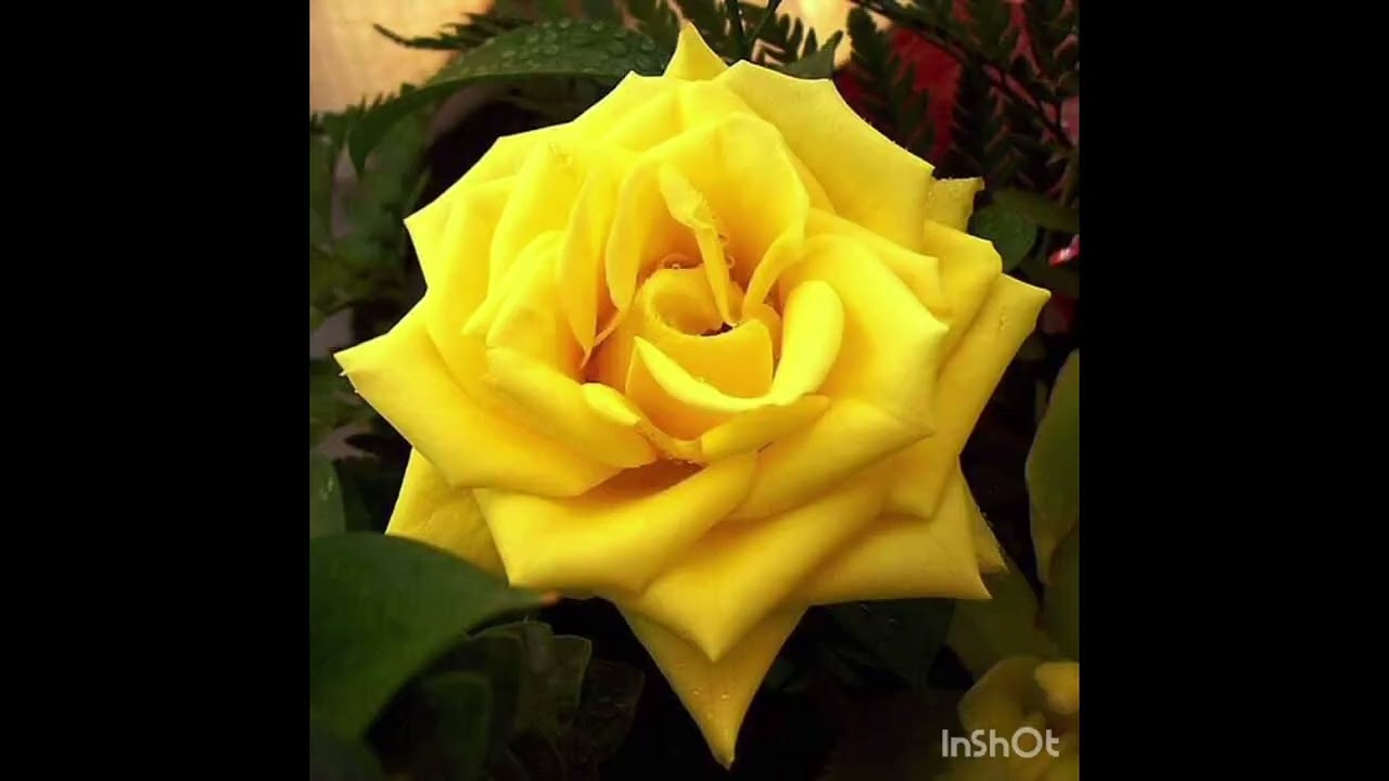 ERES TÚ.