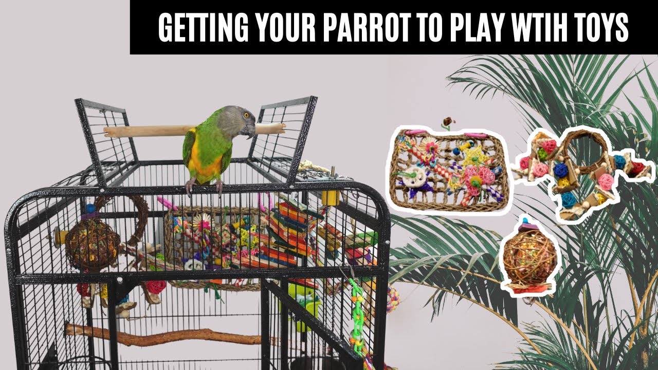 How To Get Your Parrot To Play With Toys | For Those Clingy Birds Who Won't Play With Toys