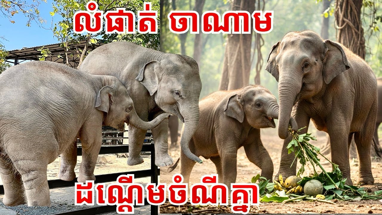 Playful Baby Elephants Competing for Food | Lumphat & Chanam’s Happy Moments