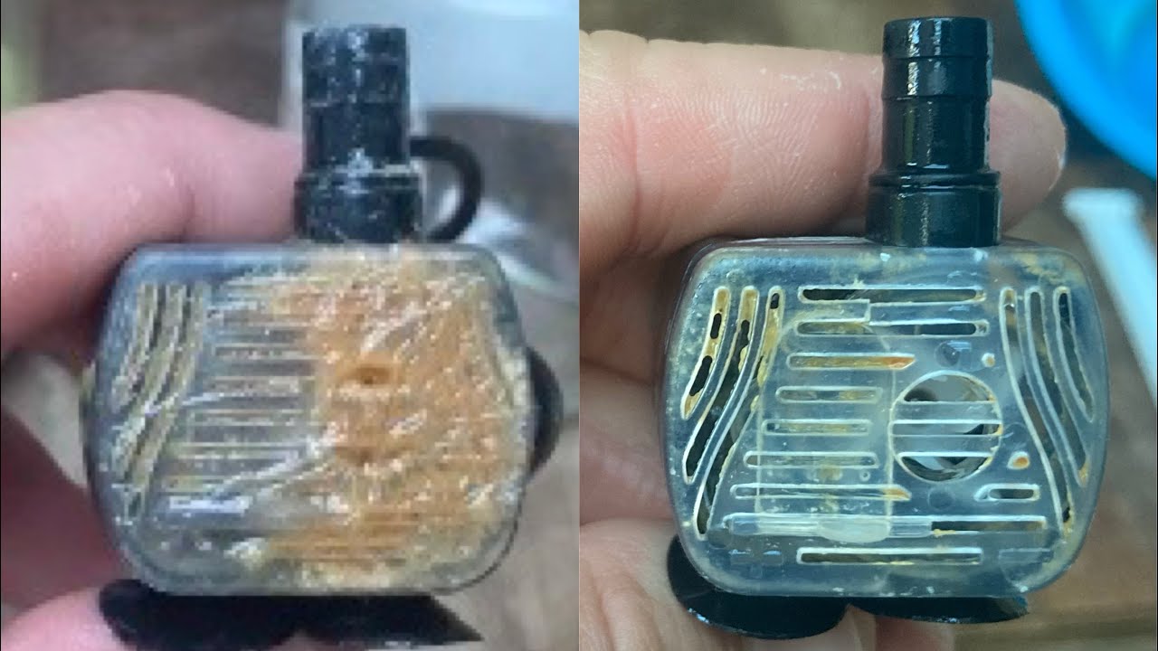 Como limpiar bomba de agua de fuente para gatos