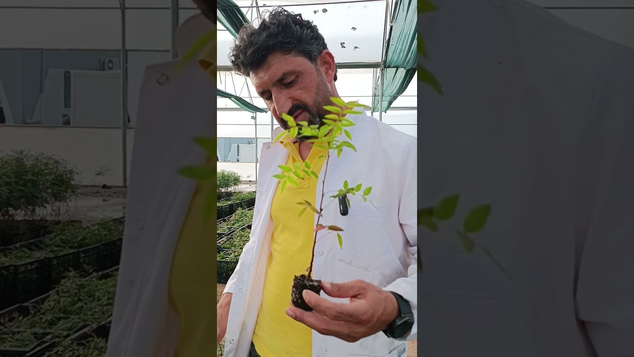 UCB1 anacına aşılı TEKİN çeşidi antepfıstığı.