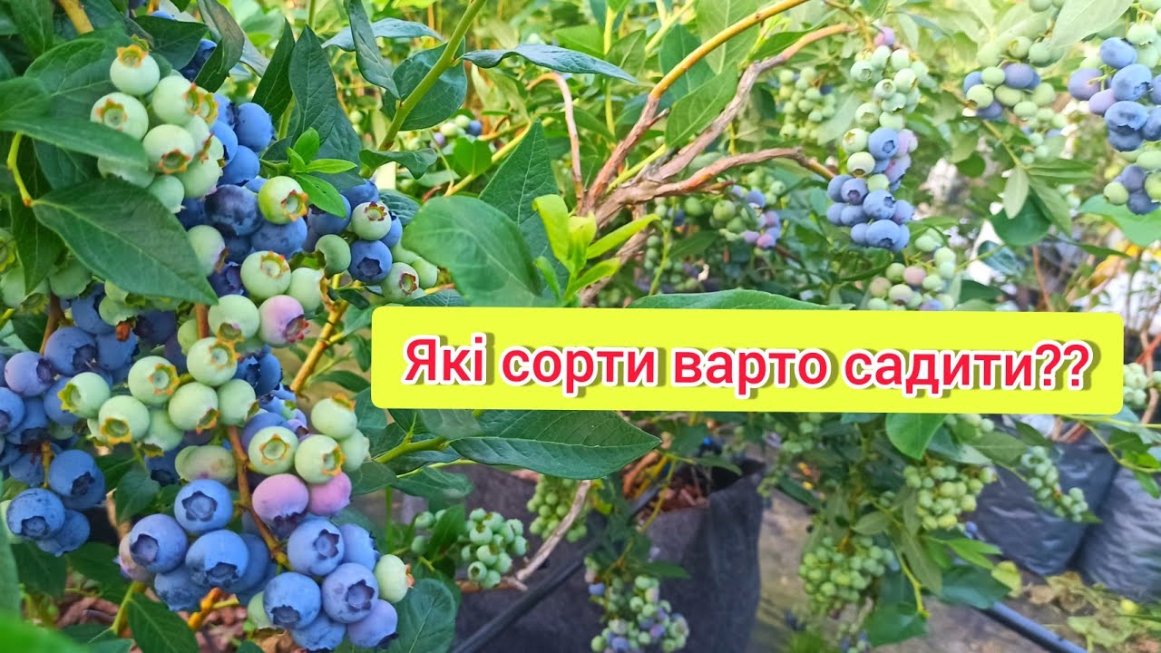 Дивимось сорти Дюк Гурон Бонус Блюкроп Патріот Аврора #лохина