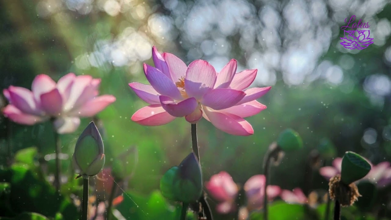 1 Hour Lotus Pier - The Lotus Dock  - The Untamed OST  Yunmeng Jiang Sect | Musique Relax「LOTUS ♪」