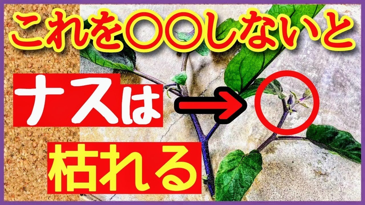 【超重要！ナスの基本】長～くたくさん収穫する3本仕立てと芽かき・支柱の立て方～初心者も分かるなすの育て方～