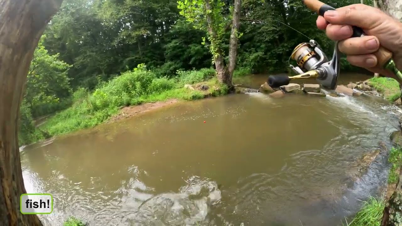 Cedar Springs trout fishing - July 2025