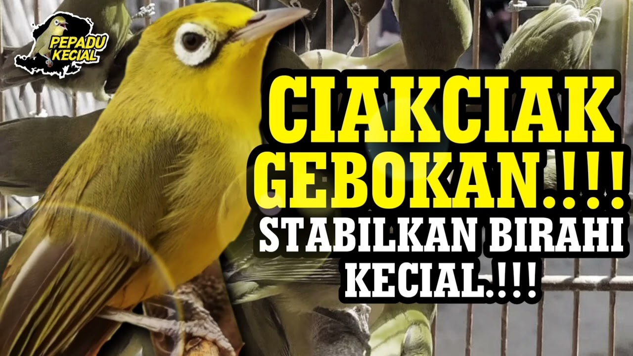 Ciak Ciak Kecial Kuning ( GEBOKAN )‼️STABILKAN BIRAHI KECIAL KUNING ‼️| PEPADU KECIAL