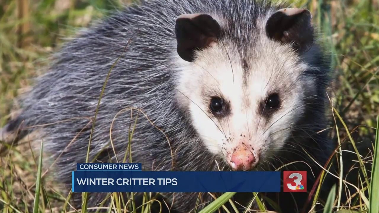 Local exterminator company sees hundreds of pest control reports in January and February months