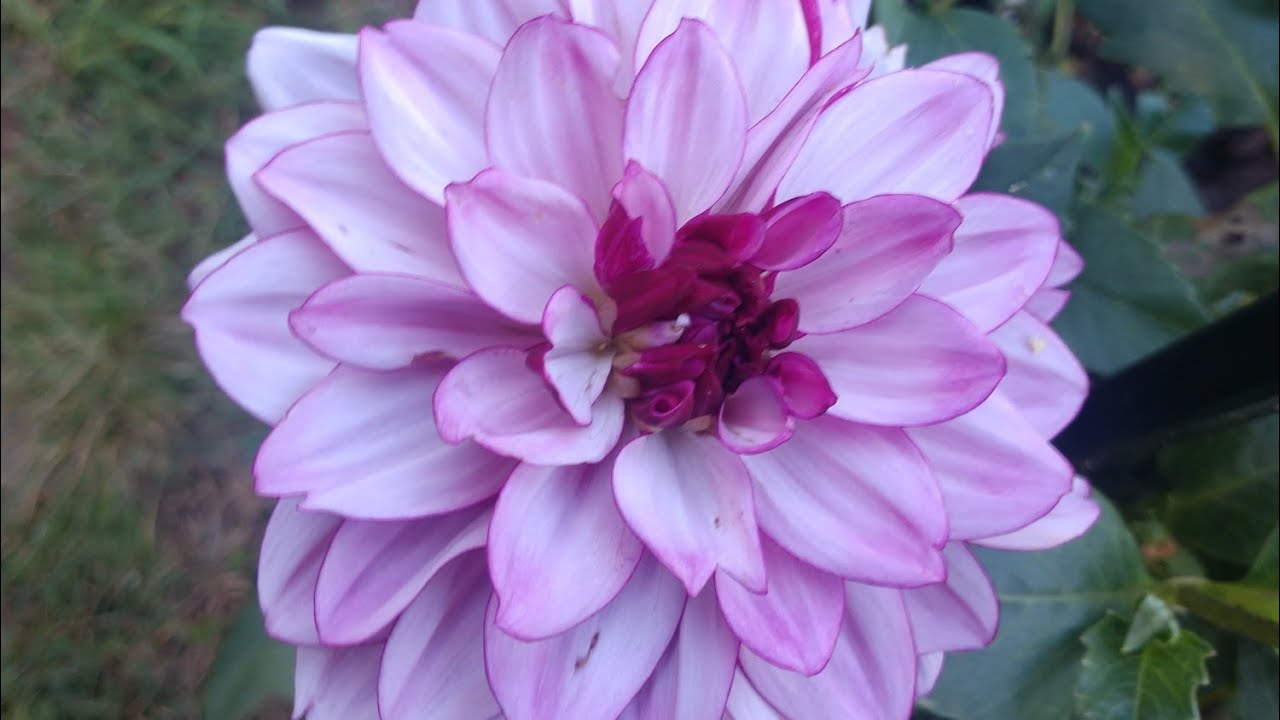 Growing Dahlias: seeds vs. tubers, and varieties, garden walkthrough
