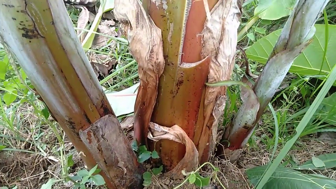 PISANG RAJA BULU PENDEK BERBUAH SUPER..!